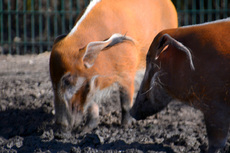 Pinselohrschwein (1).jpg